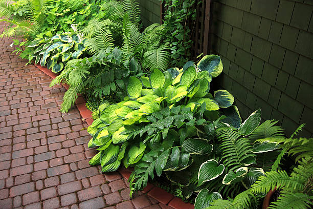 A Combination of Fern & Stones