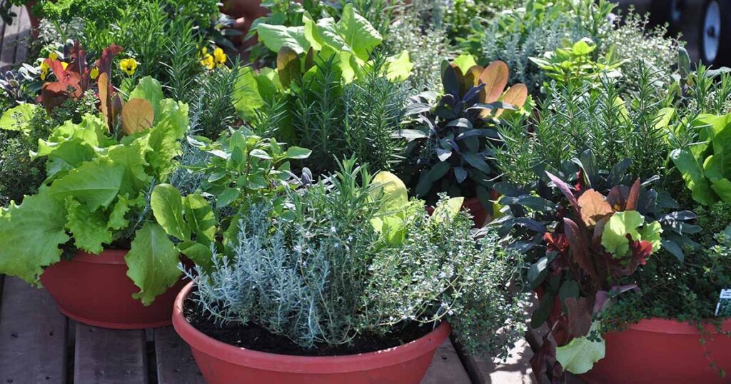 Bloomless Container Garden