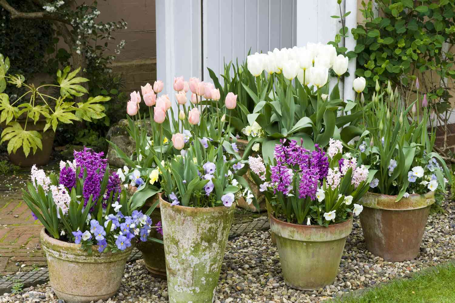 Color-Coordinated Container Garden