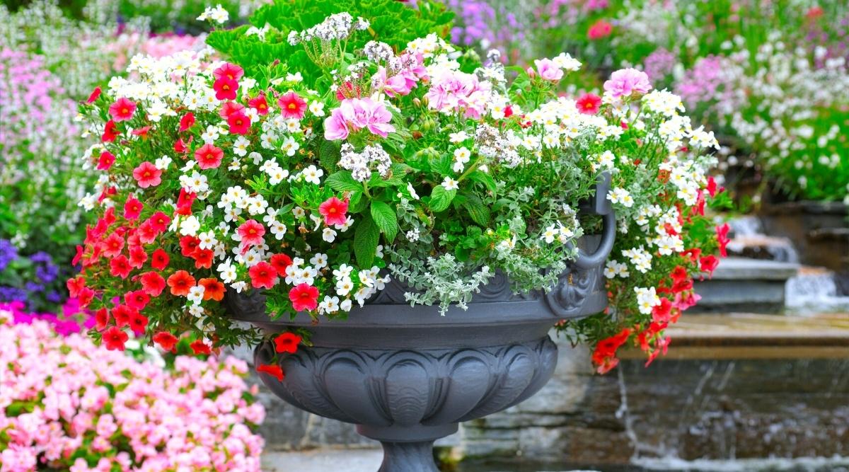 Colorful Annual Container Garden