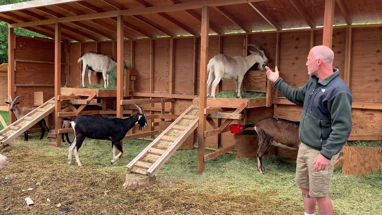 Combination Goat Shelter