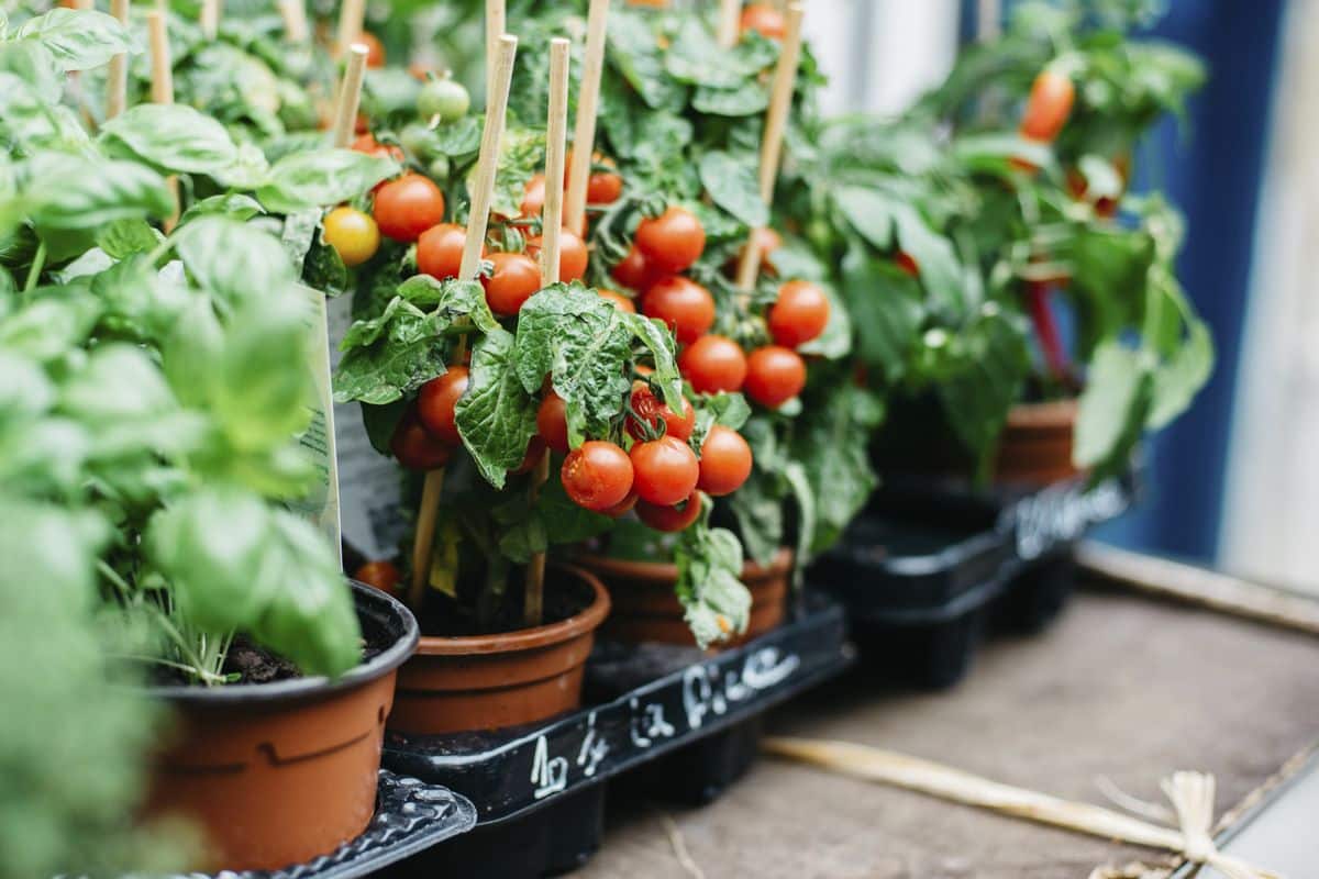 Edible Container Garden