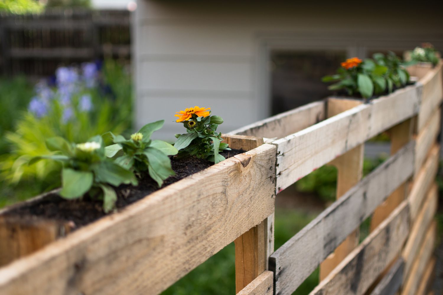 Garden Fence on a Boring Fence