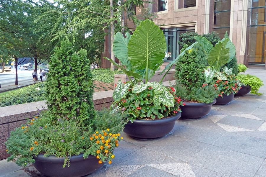 Green Container Garden