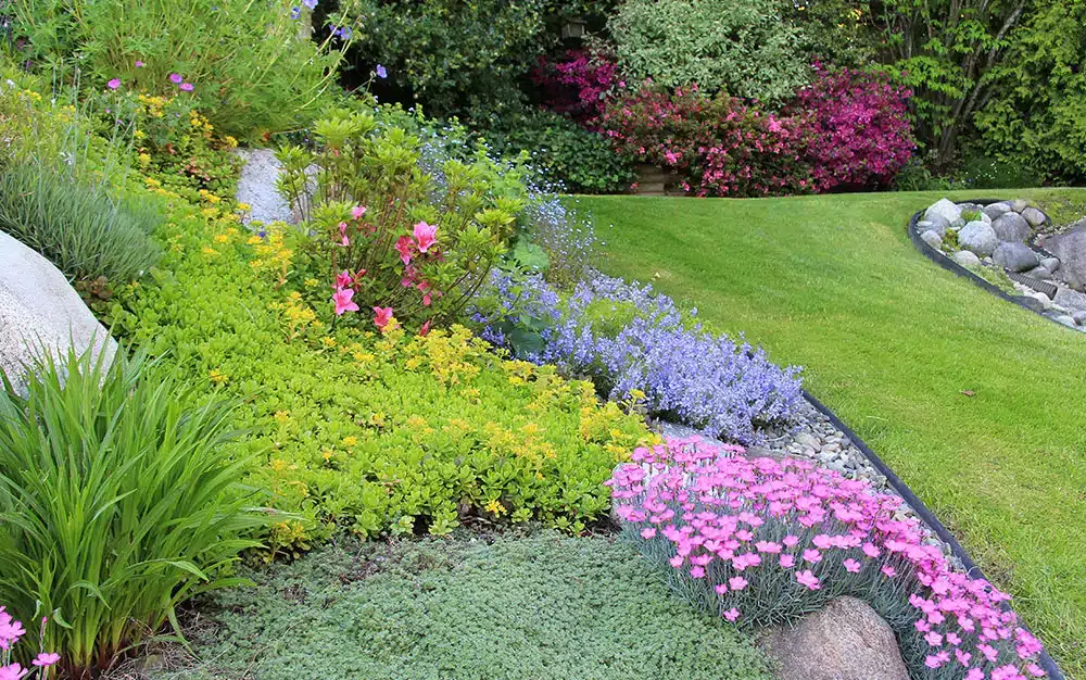 Ground Cover Plants .jpg