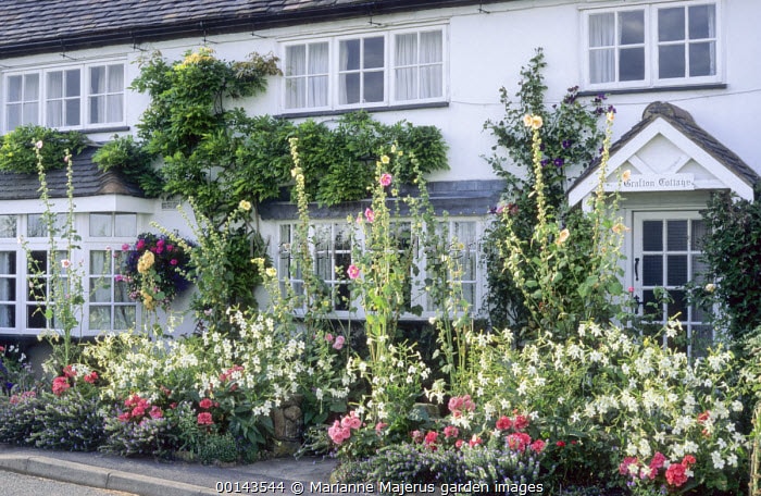  Hollyhocks