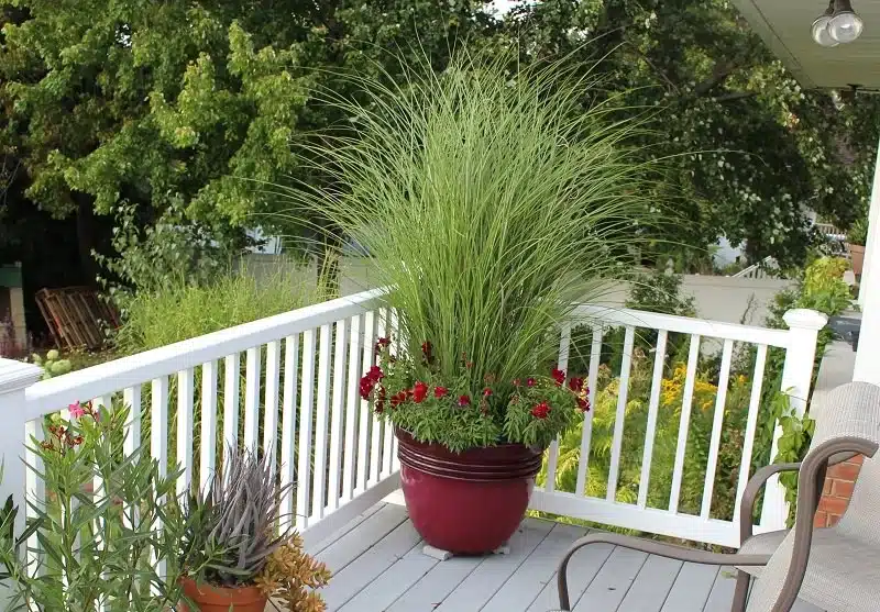 Ornamental Grass Planter .jpg