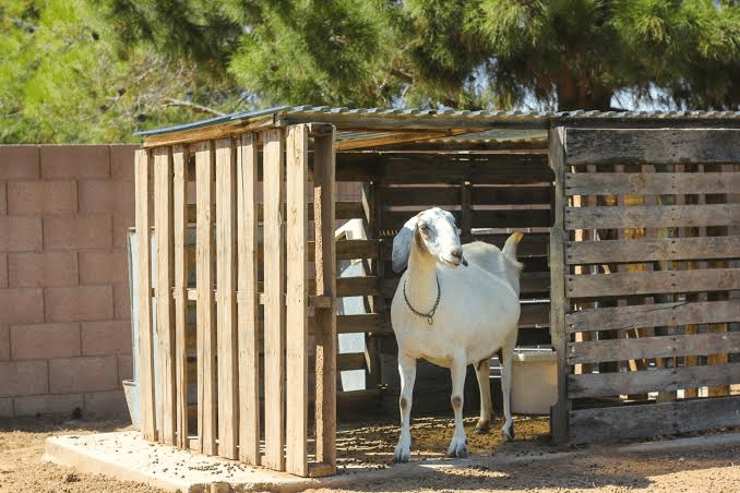 Pallet Board Goat Shelter