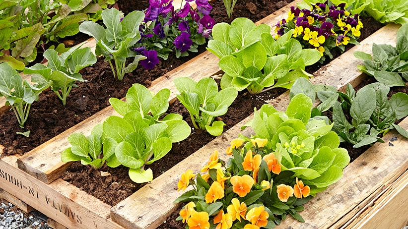 Pallet Vegetable Planter Box