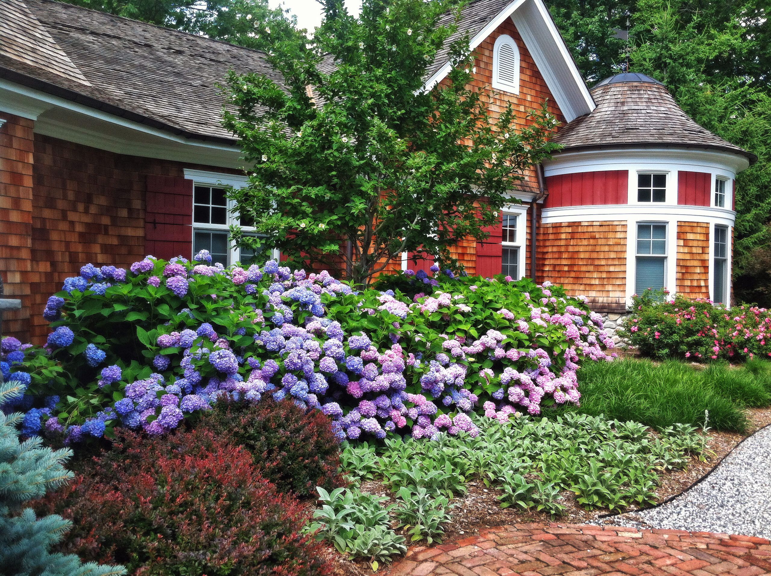 Perennial Shrubs