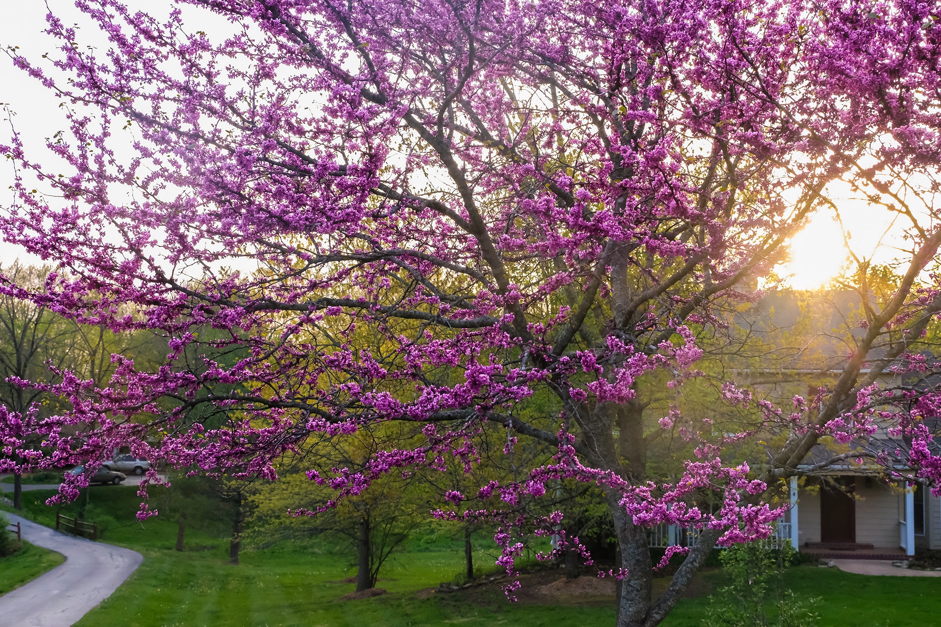 Blooming redbud tree at sunset