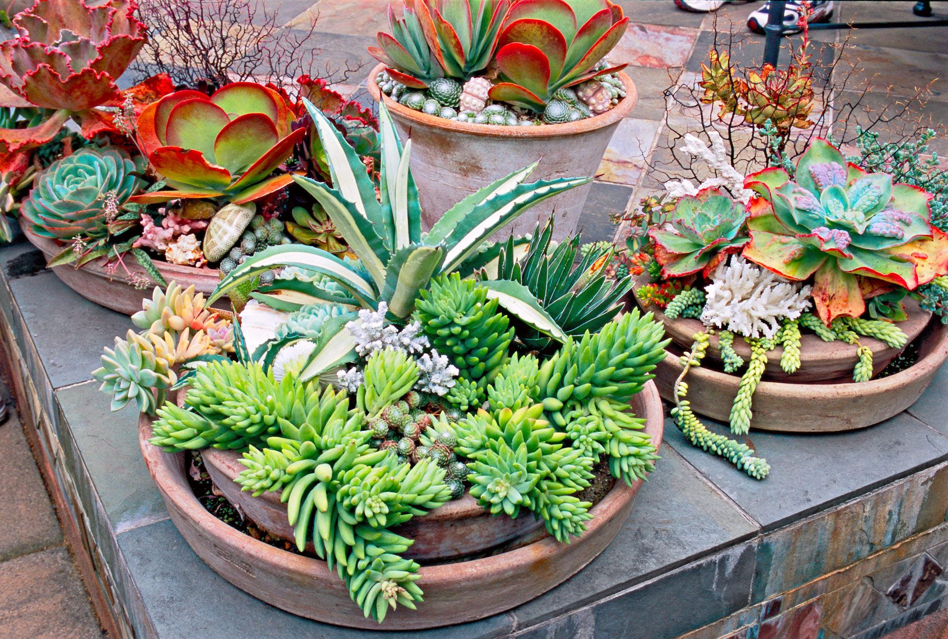 Succulent Container Garden