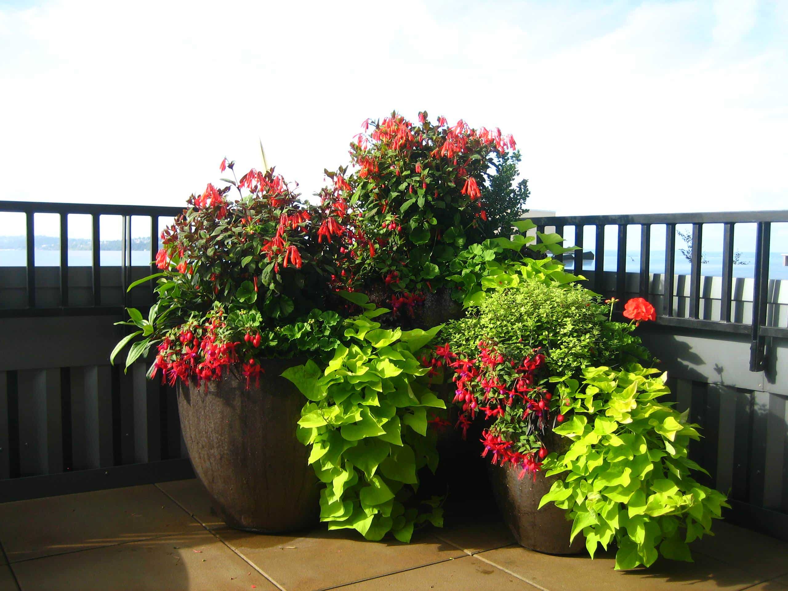 Tropical Container Garden