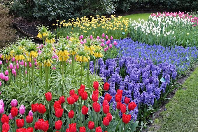 Plant Bulbs for Spring Colors