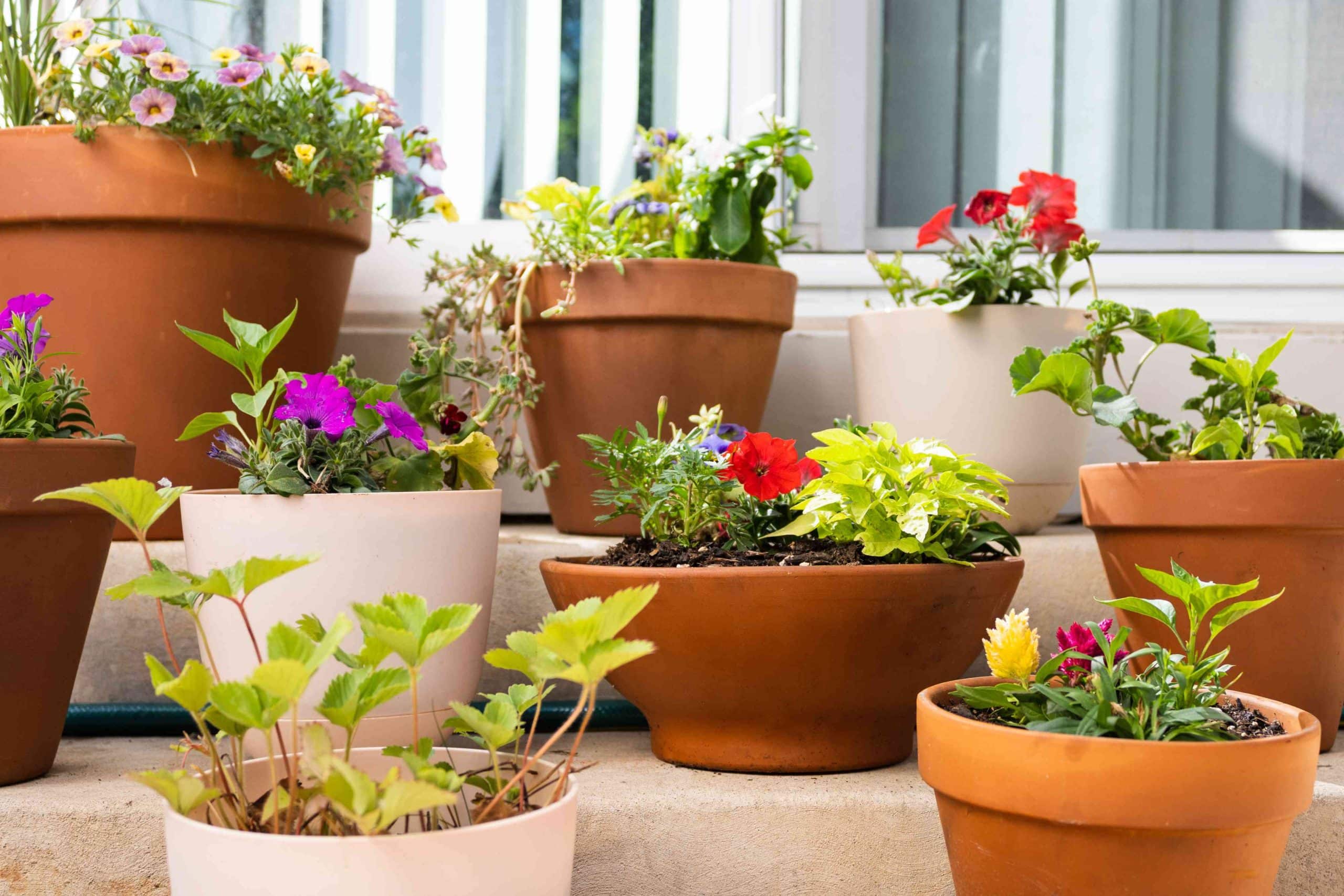 Beautiful Container Garden Ideas