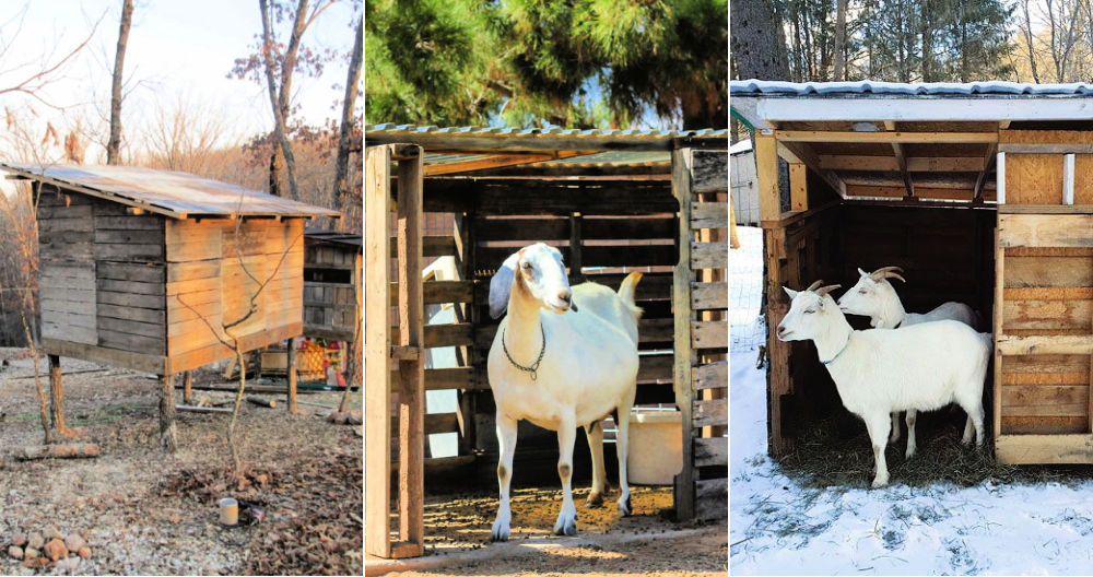 Free DIY Goat Shelter Plans