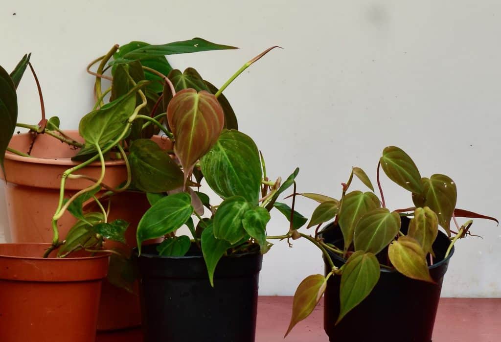 How to Maintain a Healthy Philodendron Micans