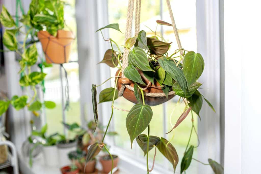 Pruning and Propagation Technique for The Plant