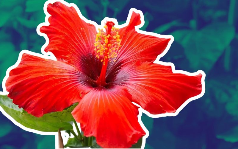 Steps to Revive a Non-Blooming Hibiscus Plant