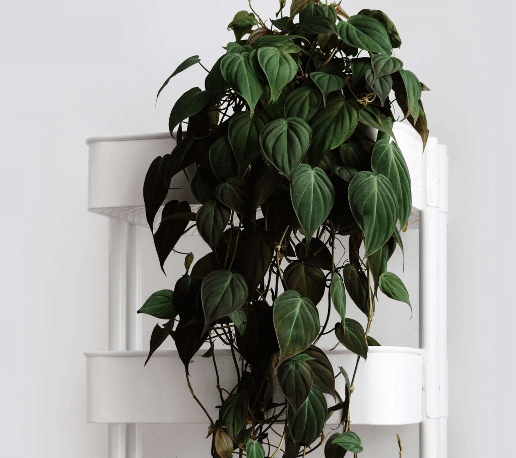 Styling Tips for Philodendron Micans