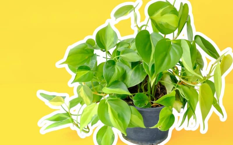 The Ultimate Guide to Philodendron Micans Care & Propagation