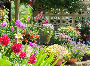 The Joy of Scented Flowers: Transform Your Garden into a Fragrant Paradise